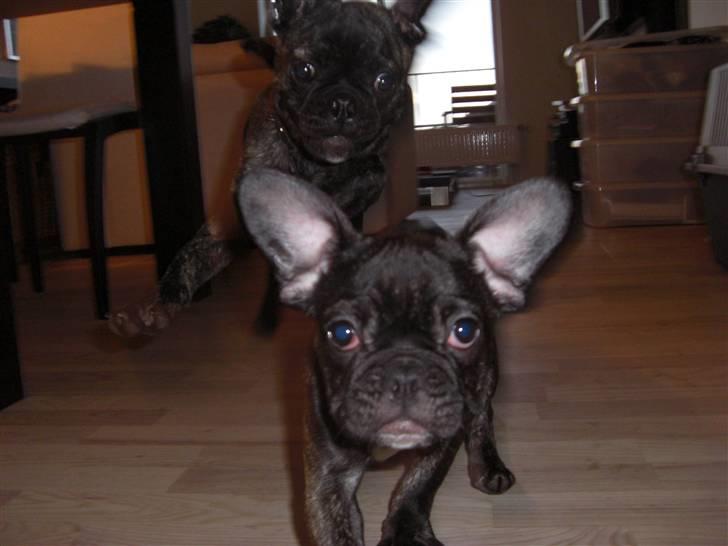 Fransk bulldog Mille billede 8