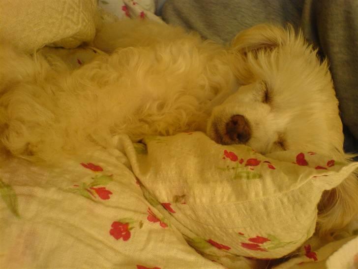 Chinese crested powder puff Yuki Athena Liv - Sover i min mors seng......zzz billede 8