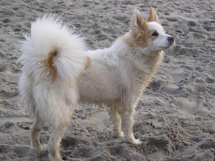 Norrbottenspids laika billede 1