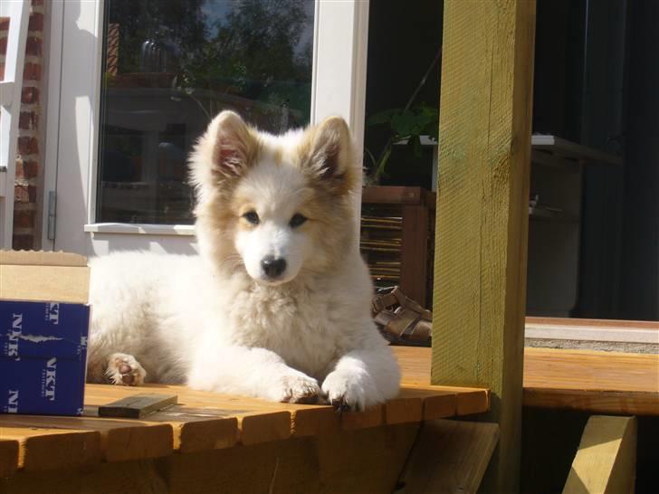 Norrbottenspids laika billede 2