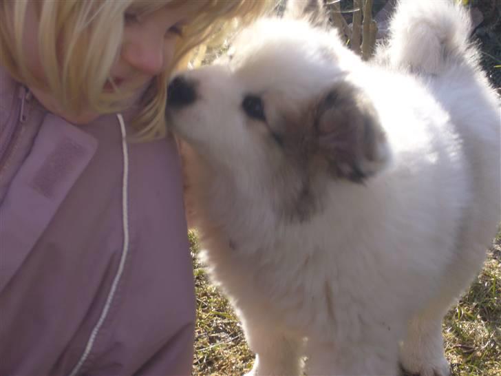 Norrbottenspids laika billede 3