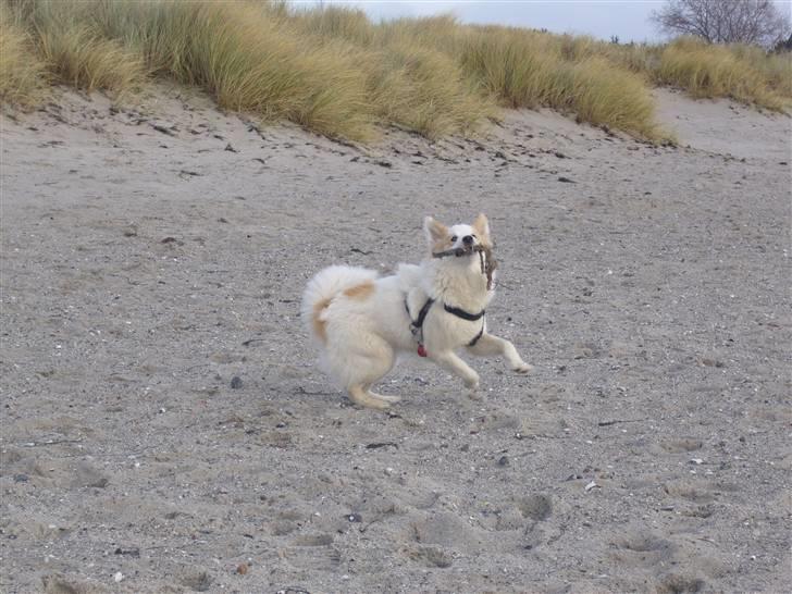 Norrbottenspids laika billede 4