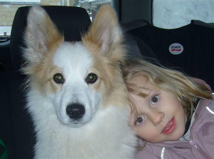 Norrbottenspids laika billede 5