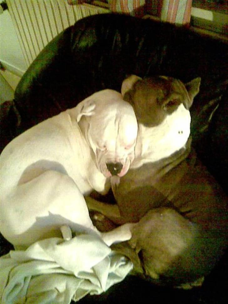 Amerikansk bulldog samson billede 10