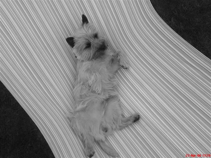 Cairn terrier oliver :)  - Lige en lille lur i hængekøjen ;)  billede 9