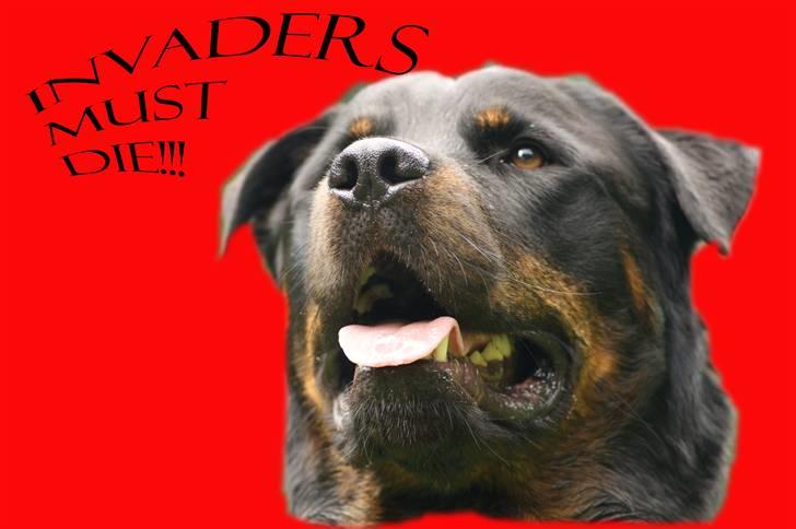 Rottweiler Simba - vores nye skilt på døren billede 16