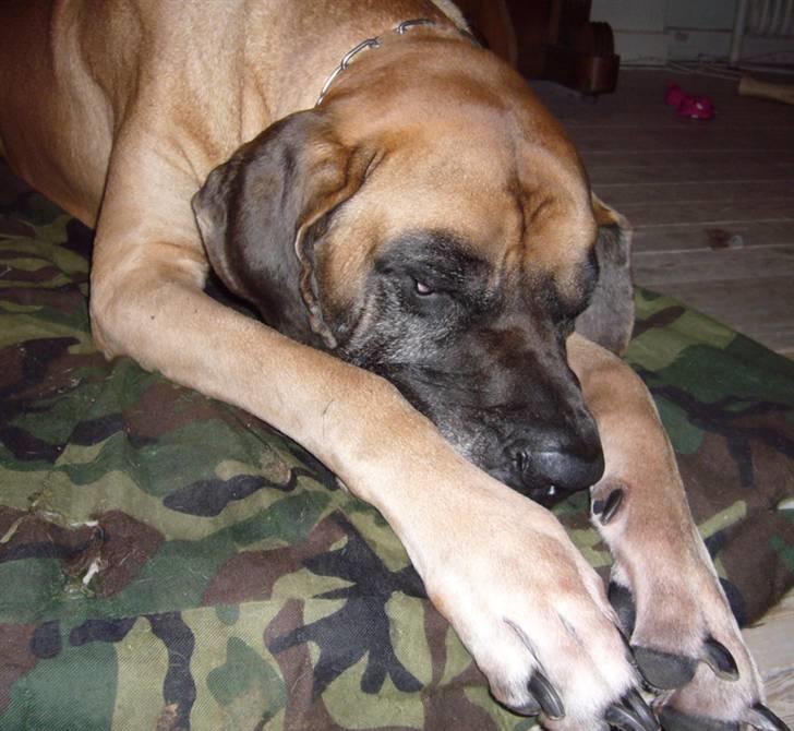 Grand danois Creo´s Vermeil billede 12