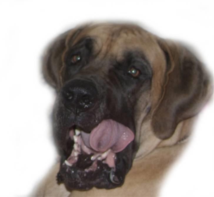 Grand danois Creo´s Vermeil billede 13