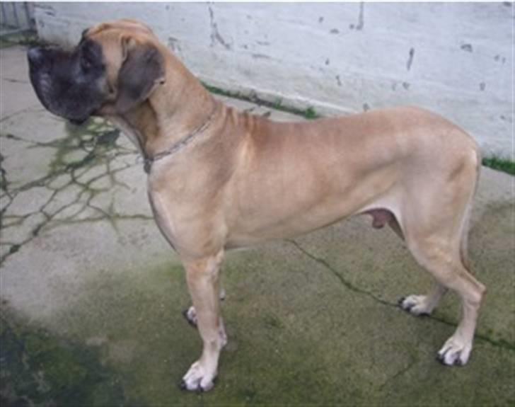 Grand danois Creo´s Vermeil billede 14