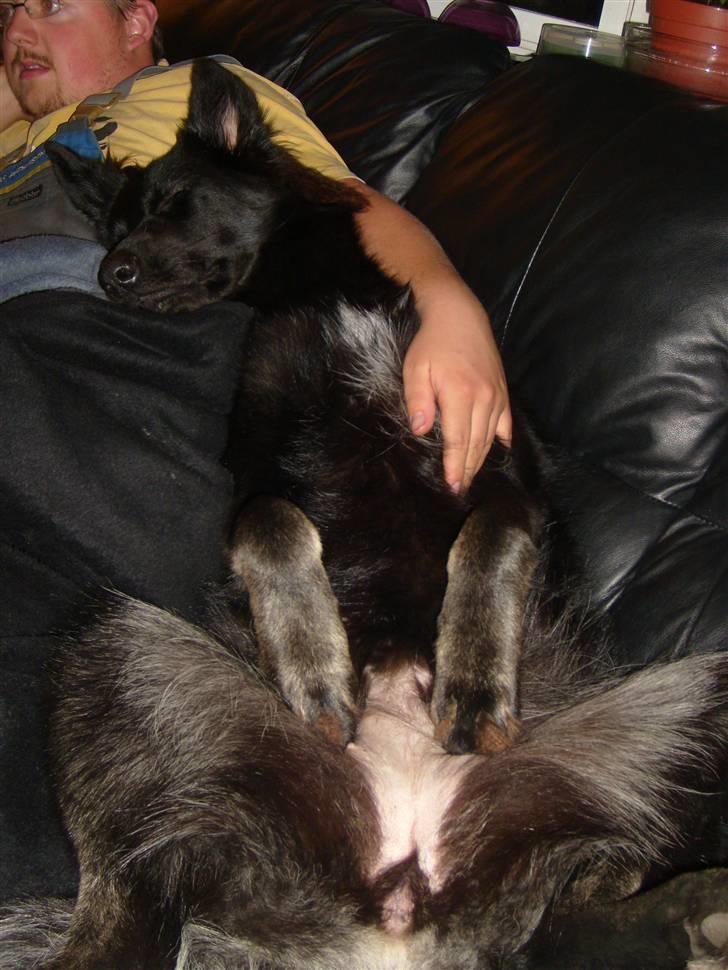 Blanding af racer Bella billede 10