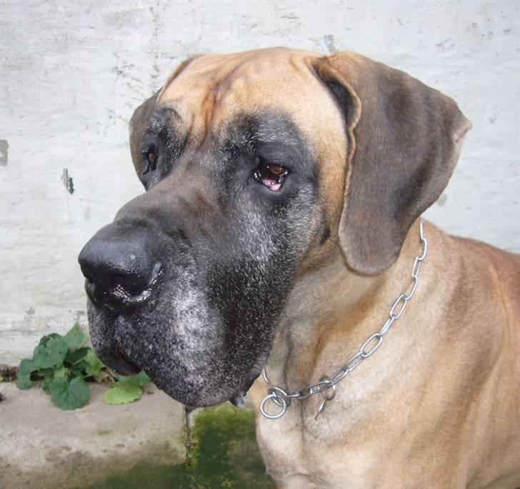 Grand danois Creo´s Vermeil billede 15