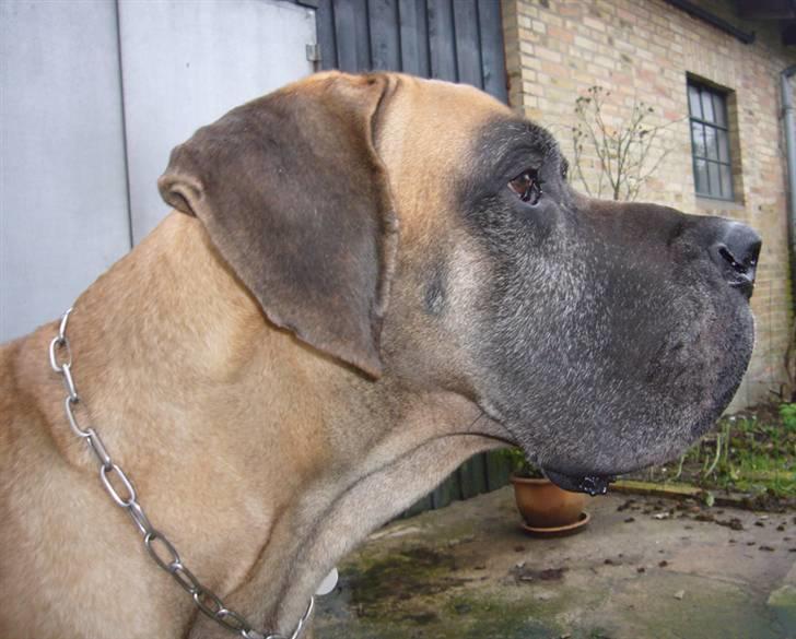 Grand danois Creo´s Vermeil billede 16