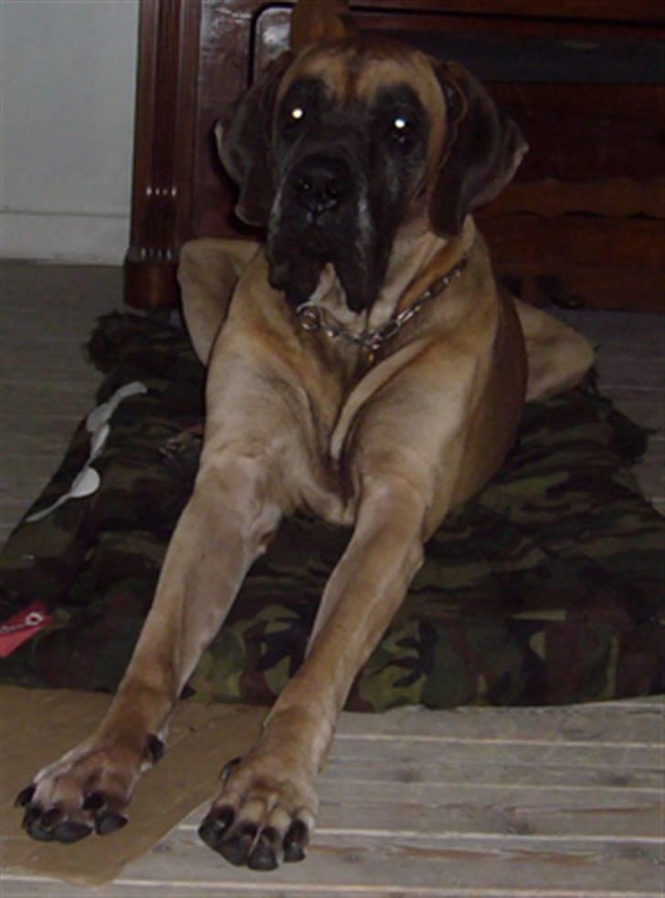 Grand danois Creo´s Vermeil billede 17