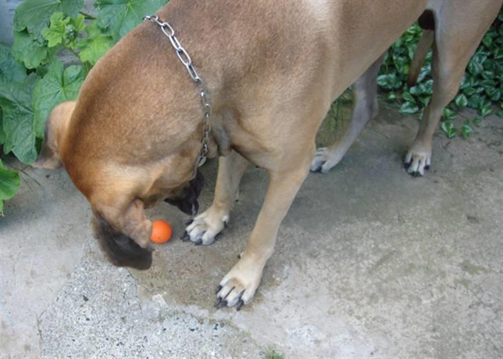 Grand danois Creo´s Vermeil billede 18