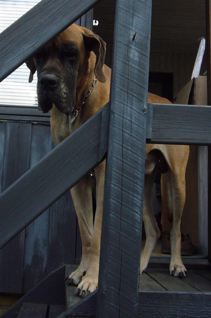 Grand danois Creo´s Vermeil billede 19