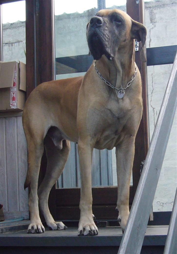 Grand danois Creo´s Vermeil billede 20