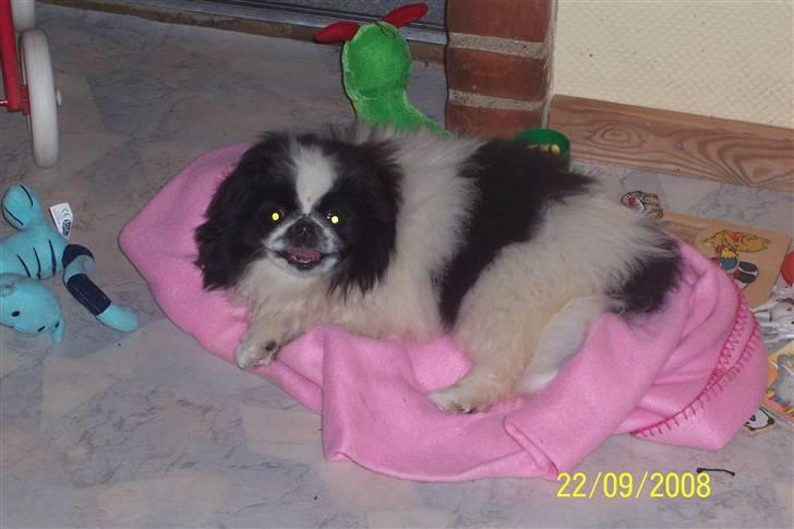 Pekingeser Cherrie d 2 billede 2