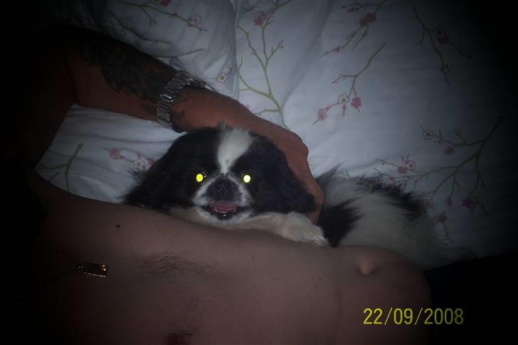 Pekingeser Cherrie d 2 billede 3