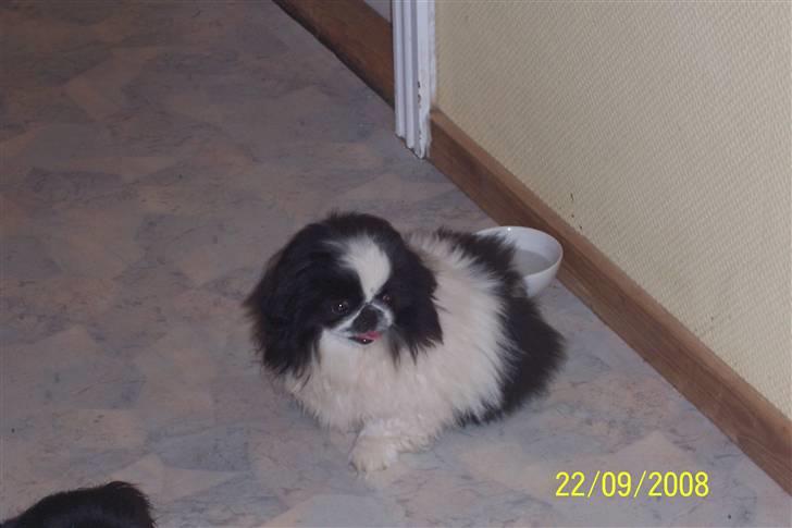Pekingeser Cherrie d 2 billede 4