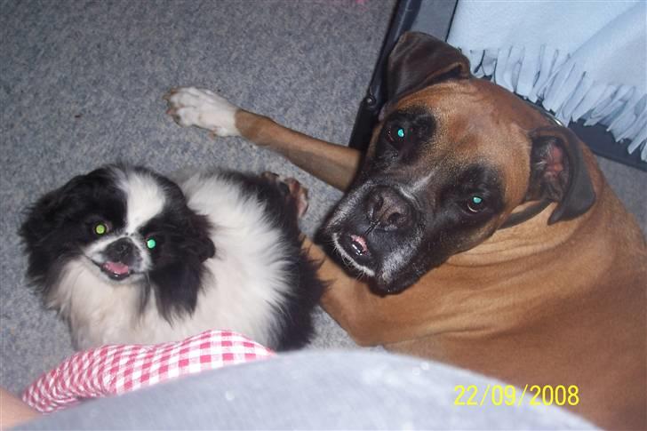 Pekingeser Cherrie d 2 billede 5