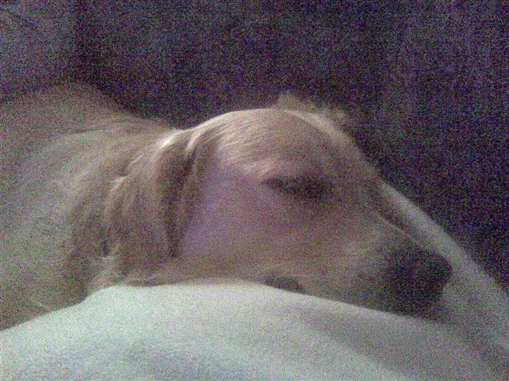Golden retriever Bobbi billede 6