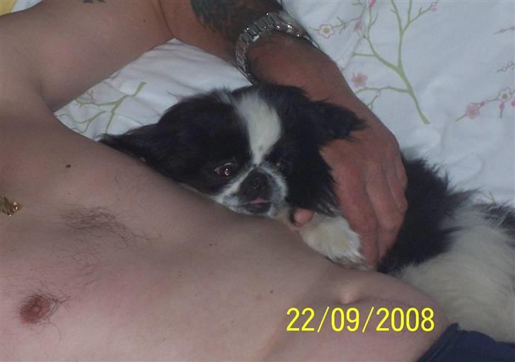 Pekingeser Cherrie d 2 billede 6