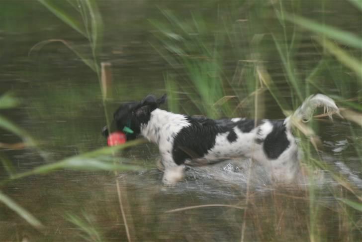 Field Trial spaniel Felix - Jeg er meget dygtig til at aborterer i vand. billede 16