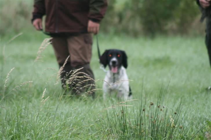Field Trial spaniel Felix - Hundetræning/jagttræning - jeg er bare dygtig billede 17