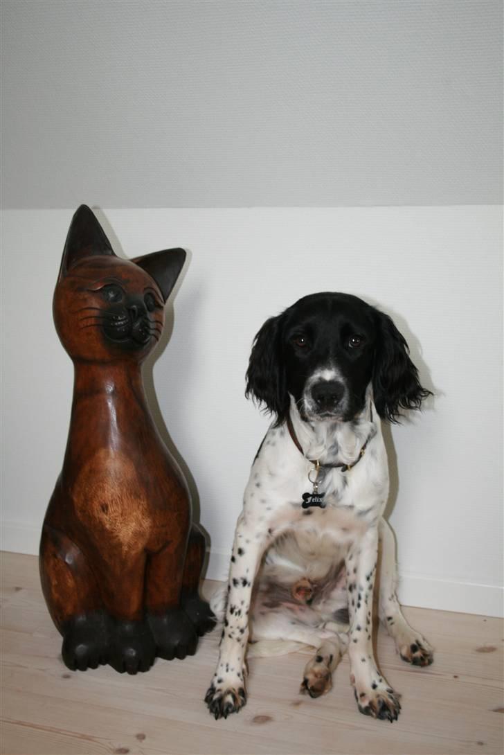 Field Trial spaniel Felix - Katten er sgu stadig større end mig. billede 18