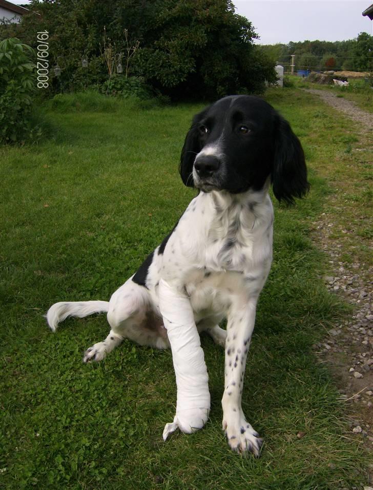 Field Trial spaniel Felix - Av mit ben. Dyrlægen mener det er forstuet. billede 19