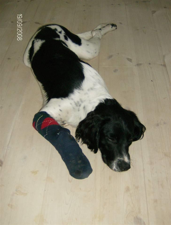 Field Trial spaniel Felix - Så har jeg fået strømpe på, så jeg ikke bider i forbindingen. billede 20