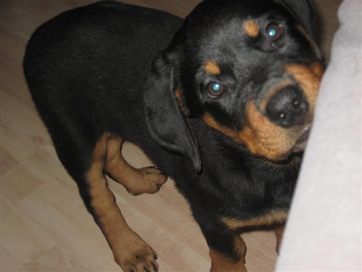 Rottweiler RICO billede 6