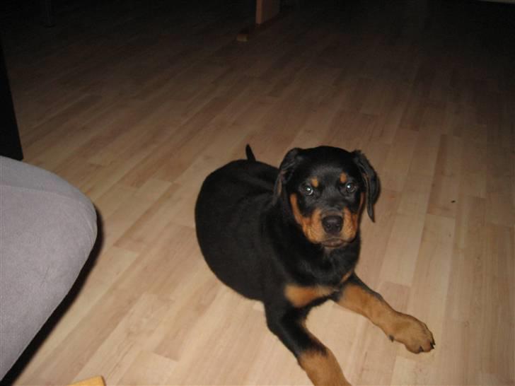Rottweiler RICO billede 7