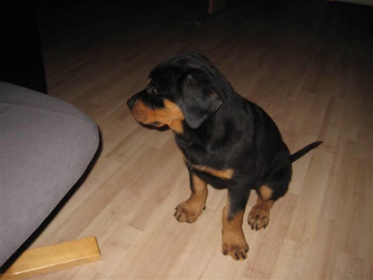 Rottweiler RICO billede 8
