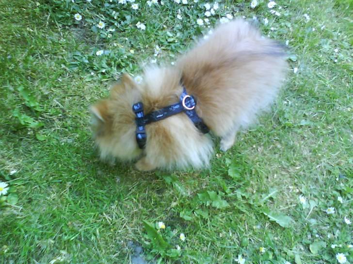 Pomeranian Emma - Snuser nede i haven :D billede 19