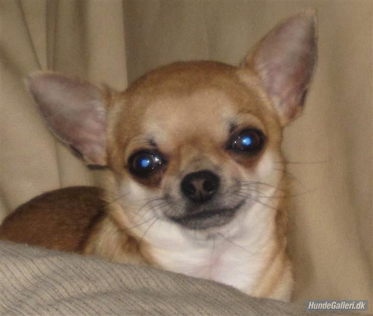 Chihuahua  ChiStars Al Capone DKCH - Capone august 2009 billede 1