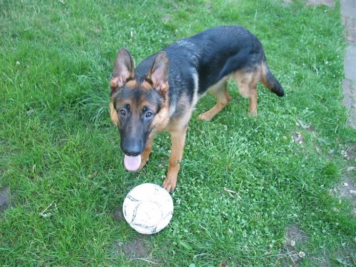 Schæferhund Kanto R.I.P. - Er der nogen der gider spille bold med mig?? billede 13