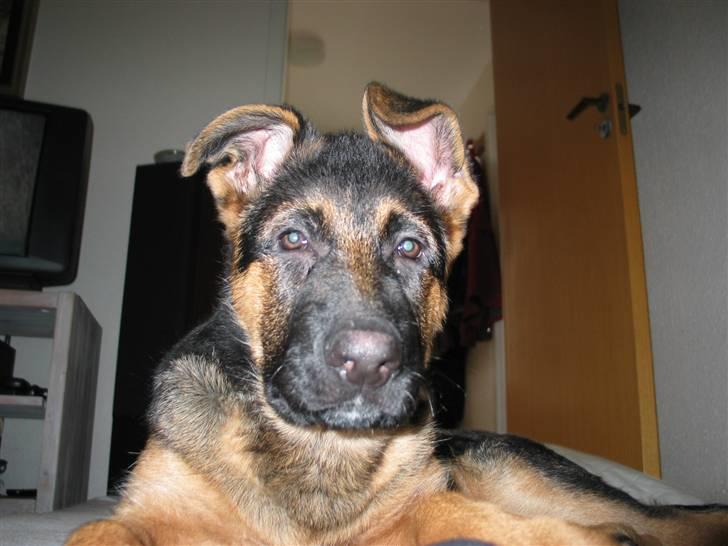 Schæferhund Kanto R.I.P. - Ja mine øre ved ikke rigtig hvilken vej de skal vende billede 14