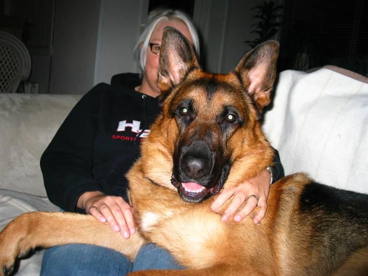 Schæferhund Kanto R.I.P. - Var der nogen der sagde skødehunde!! billede 15