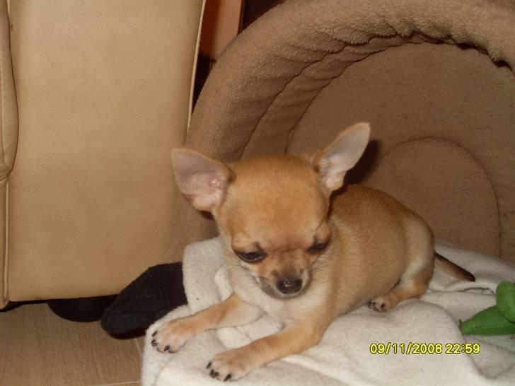 Chihuahua  ChiStars Al Capone DKCH billede 2