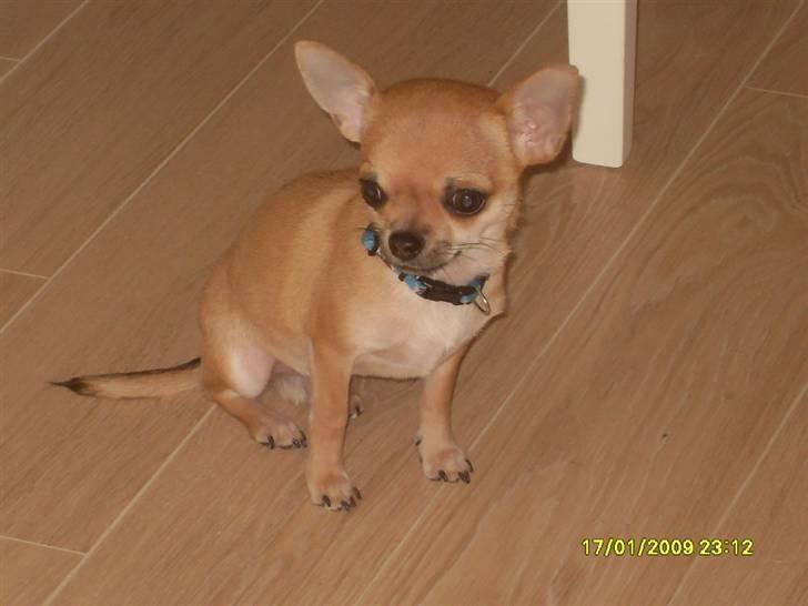 Chihuahua  ChiStars Al Capone DKCH billede 3