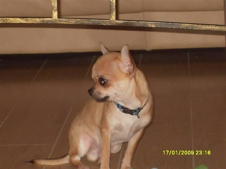 Chihuahua  ChiStars Al Capone DKCH billede 4