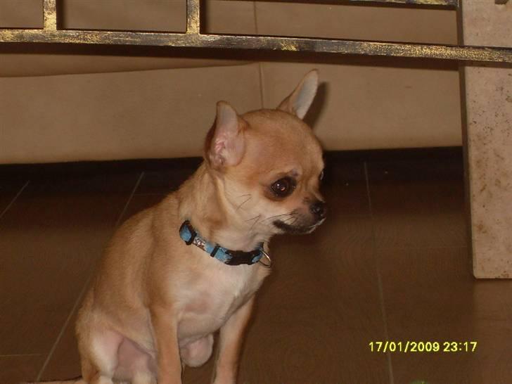 Chihuahua  ChiStars Al Capone DKCH billede 5