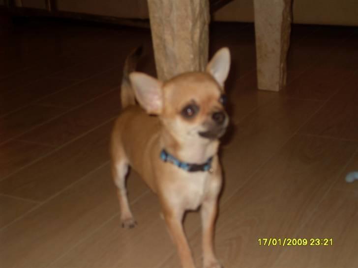 Chihuahua  ChiStars Al Capone DKCH billede 6