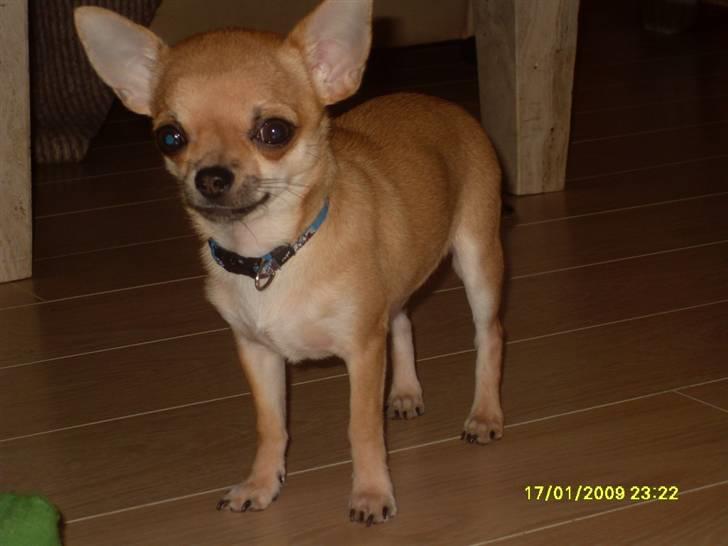 Chihuahua  ChiStars Al Capone DKCH billede 7