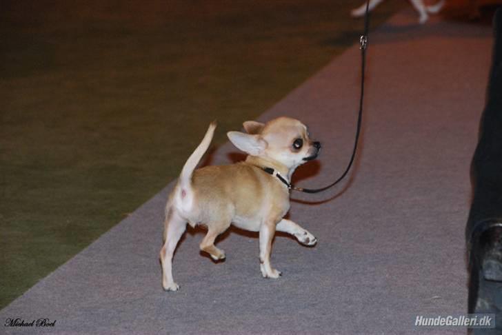 Chihuahua  ChiStars Al Capone DKCH billede 8