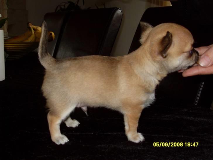 Chihuahua  ChiStars Al Capone DKCH billede 10