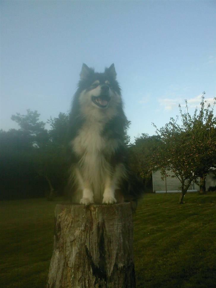 Finsk lapphund Teizon - *DØD* billede 1
