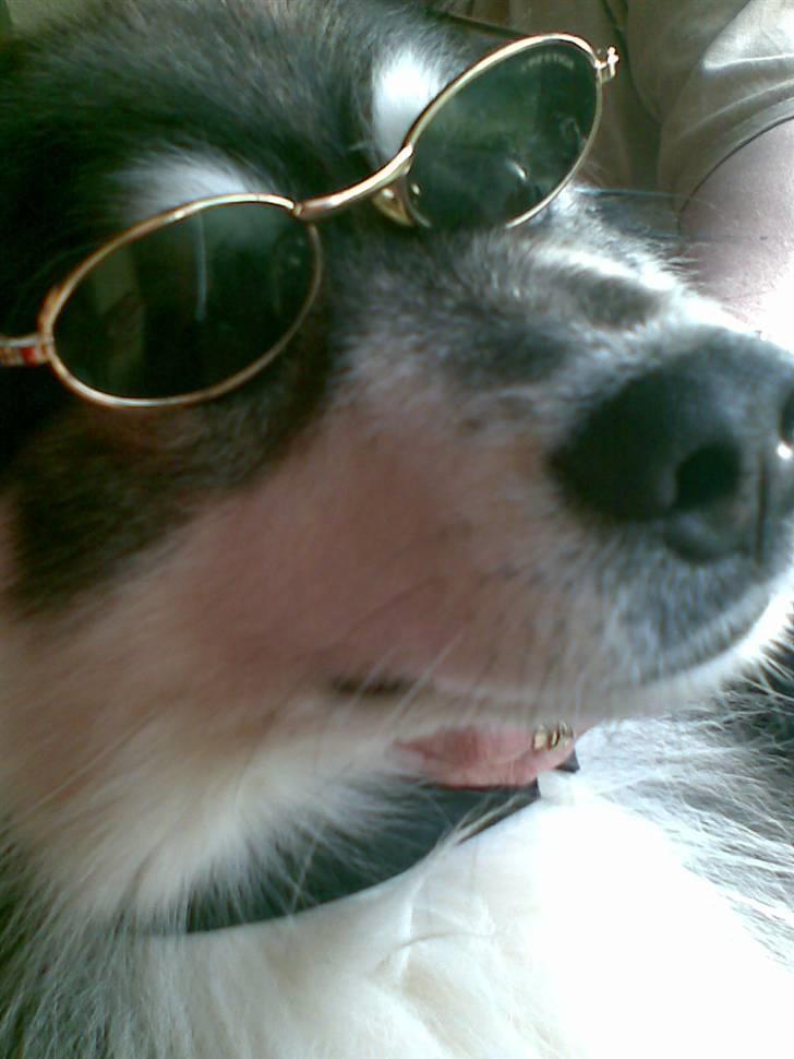 Finsk lapphund Teizon - *DØD* billede 2