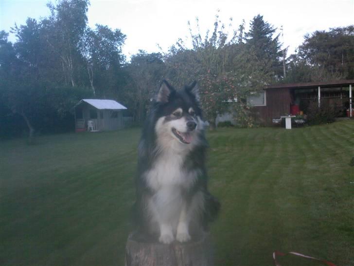 Finsk lapphund Teizon - *DØD* billede 4